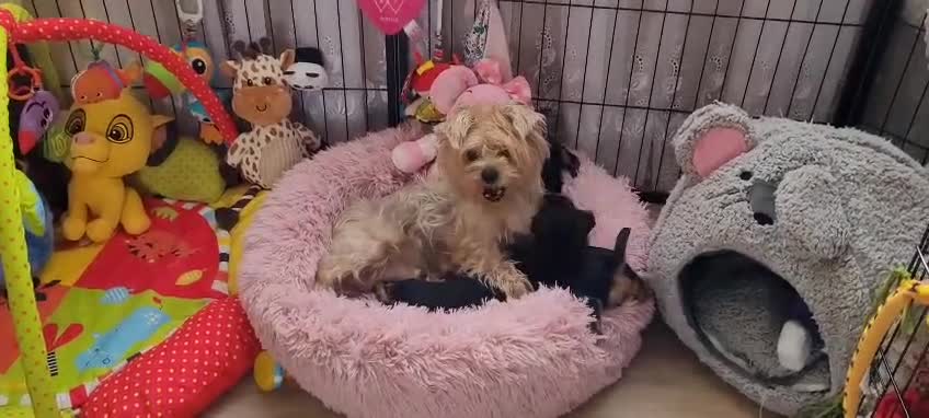Yorkshire Terrier dogs for sale: 3 beautiful yorkie males - Video 1
