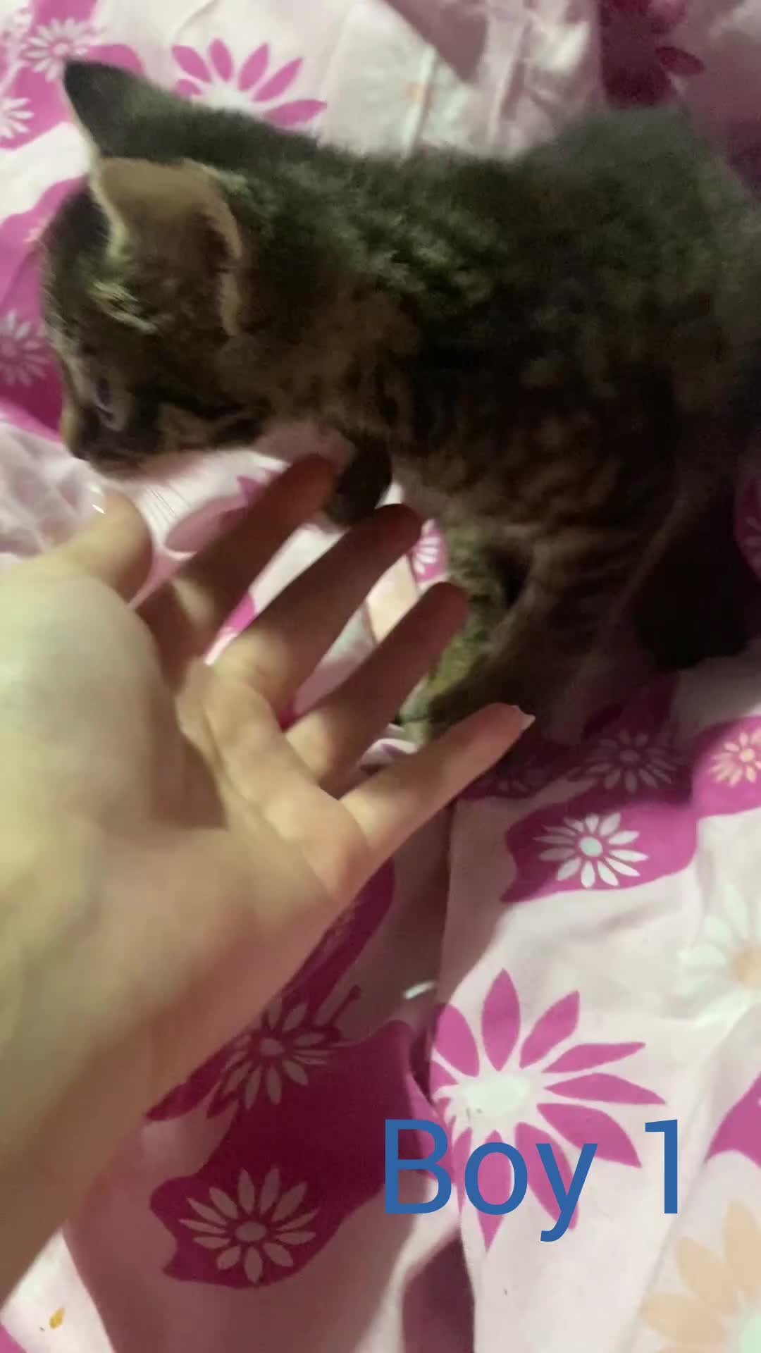 American Shorthair cats for sale: 2 american short hair kittens - Video 1