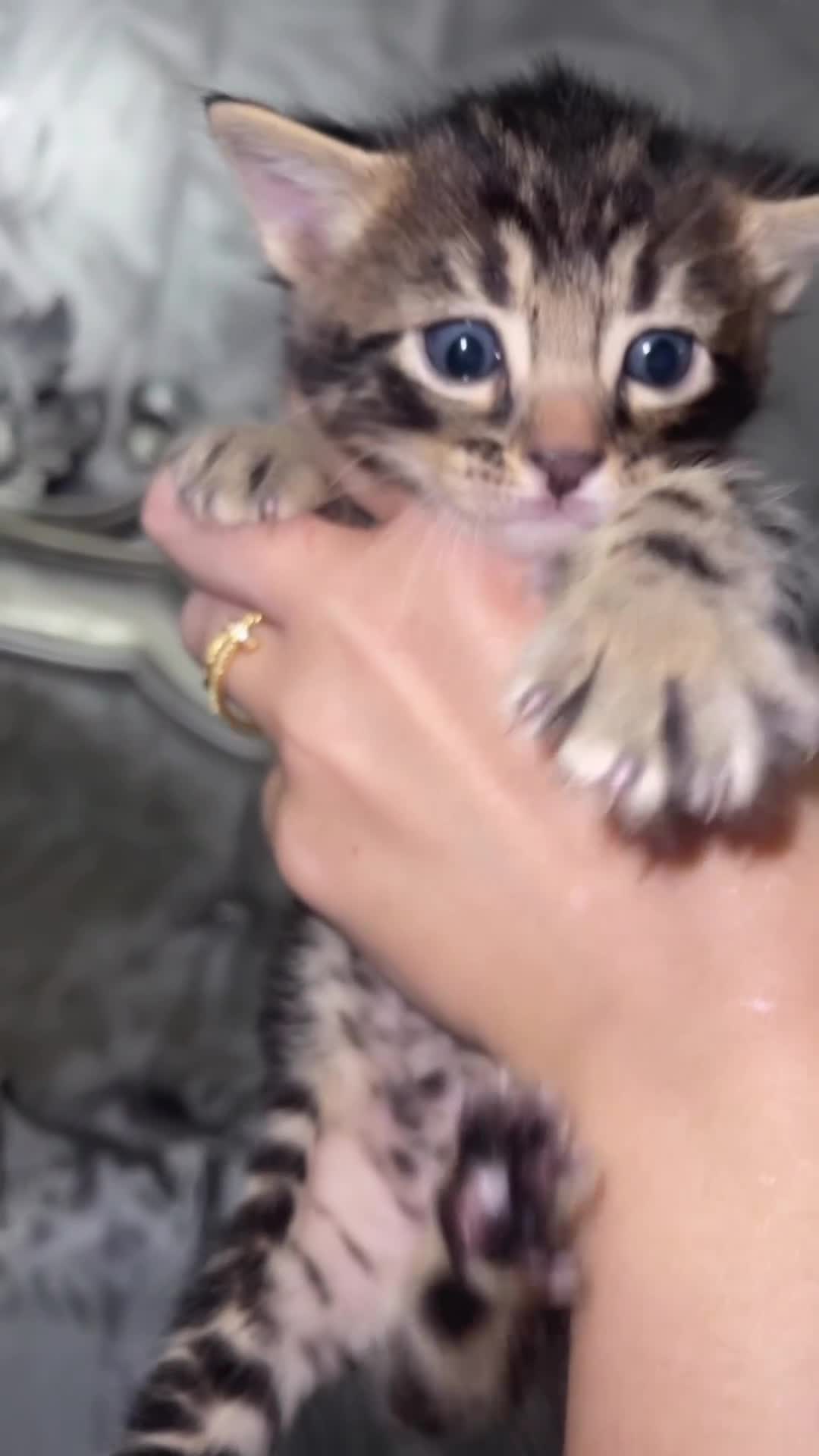 Mixed Breed cats for sale: Rare black blue eye bengal kittens - Video 1