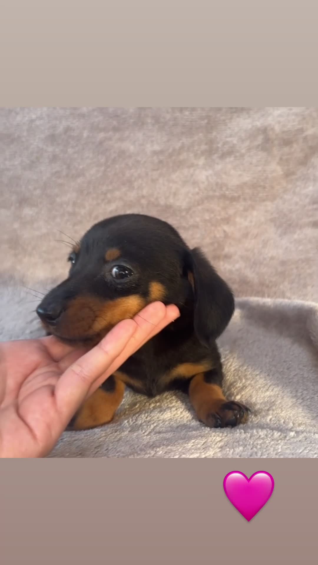 Dachshund dogs for sale: ❤️ Dachshund puppies ❤️ - Video 2