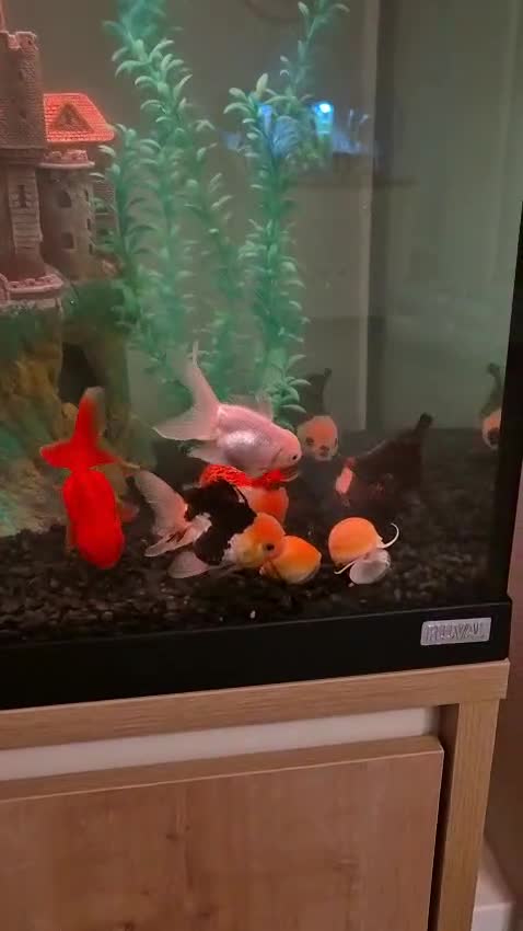 Goldfish fish for sale: Oranda goldfish  - Video 2