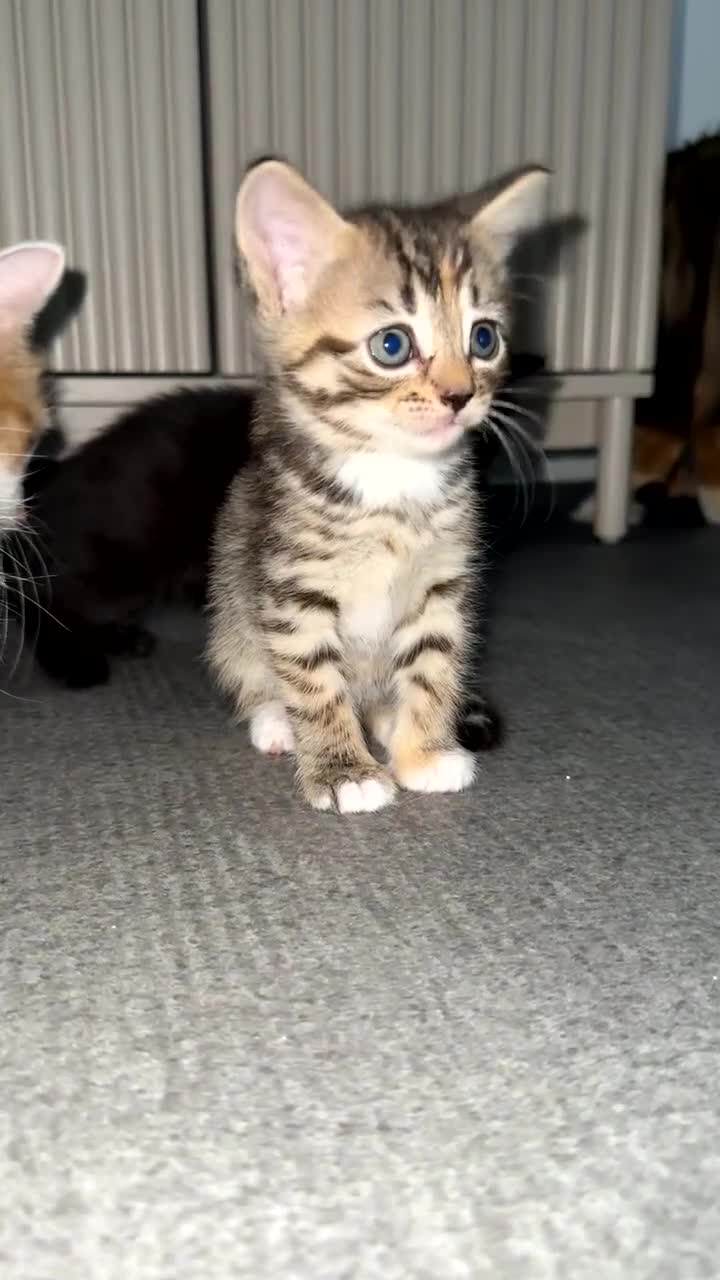 Mixed Breed cats for sale: 3 females left! - Video 2