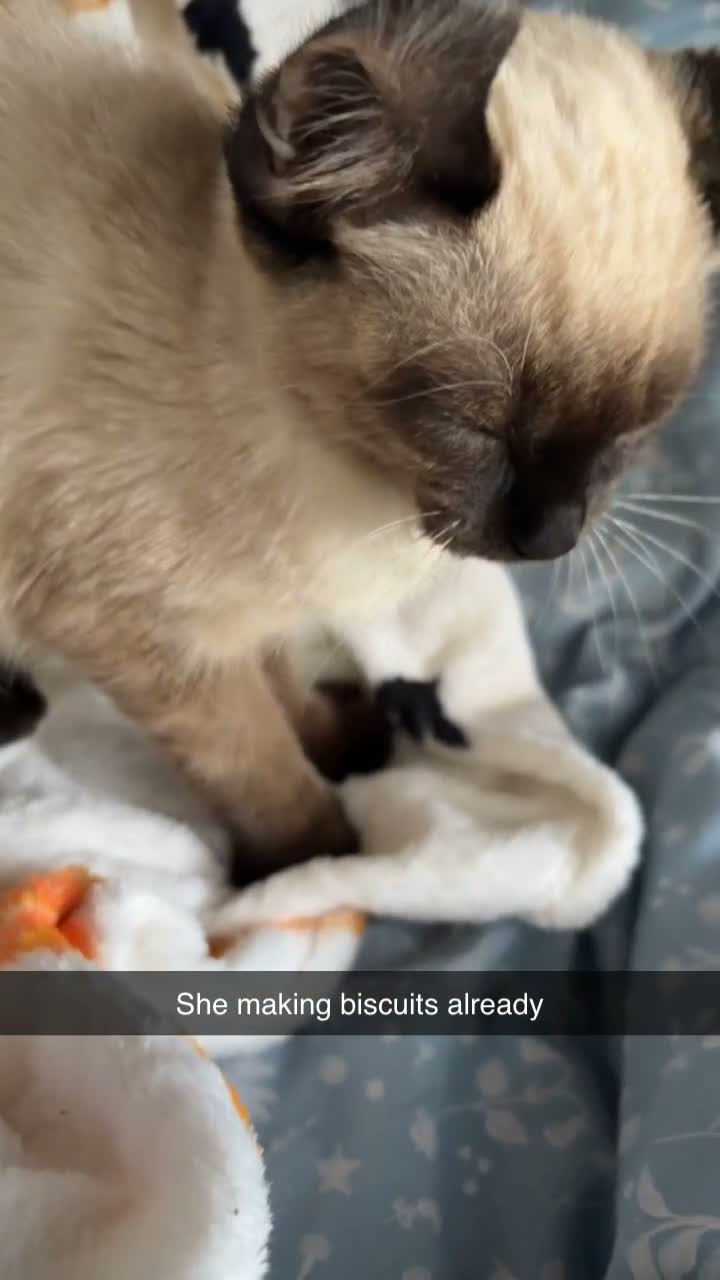 Siamese cats for sale: 2 beautiful Siamese kittens up for sale in Ashford - Video 1