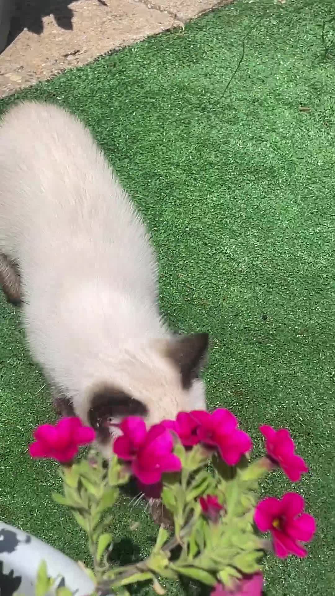 Siamese cats for sale: Ready Now – Stunning Blue-Eyed Siamese Kittens  - Video 2