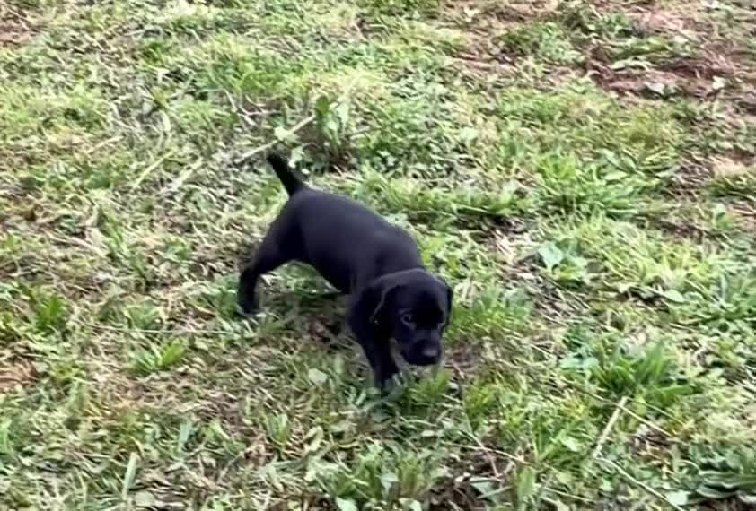 German Shorthaired Pointer dogs for sale: Bred For Temperament and work - Video 1