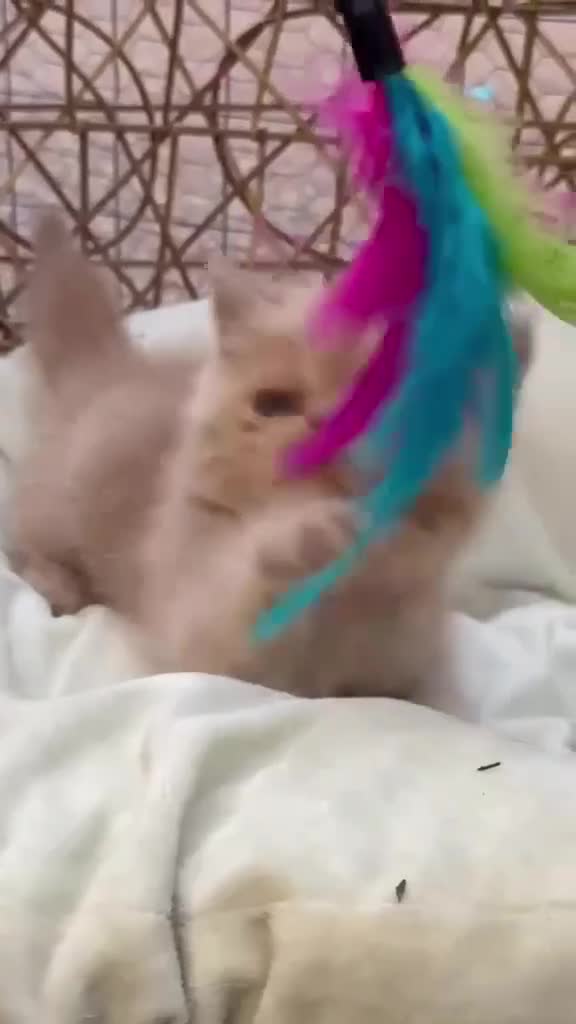 Exotic cats for sale: Stunning exotic kittens high quality m - Video 1