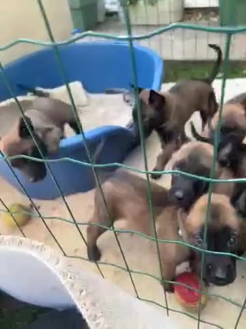 Belgian Shepherd Dog dogs for sale: 🐶Belgian Malinois Shepherd🐶 working dogs in Esher - Video 3