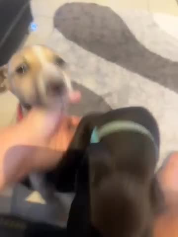 Mixed Breed dogs for sale: Beautiful healthy whippet  x Bedlington - Video 1