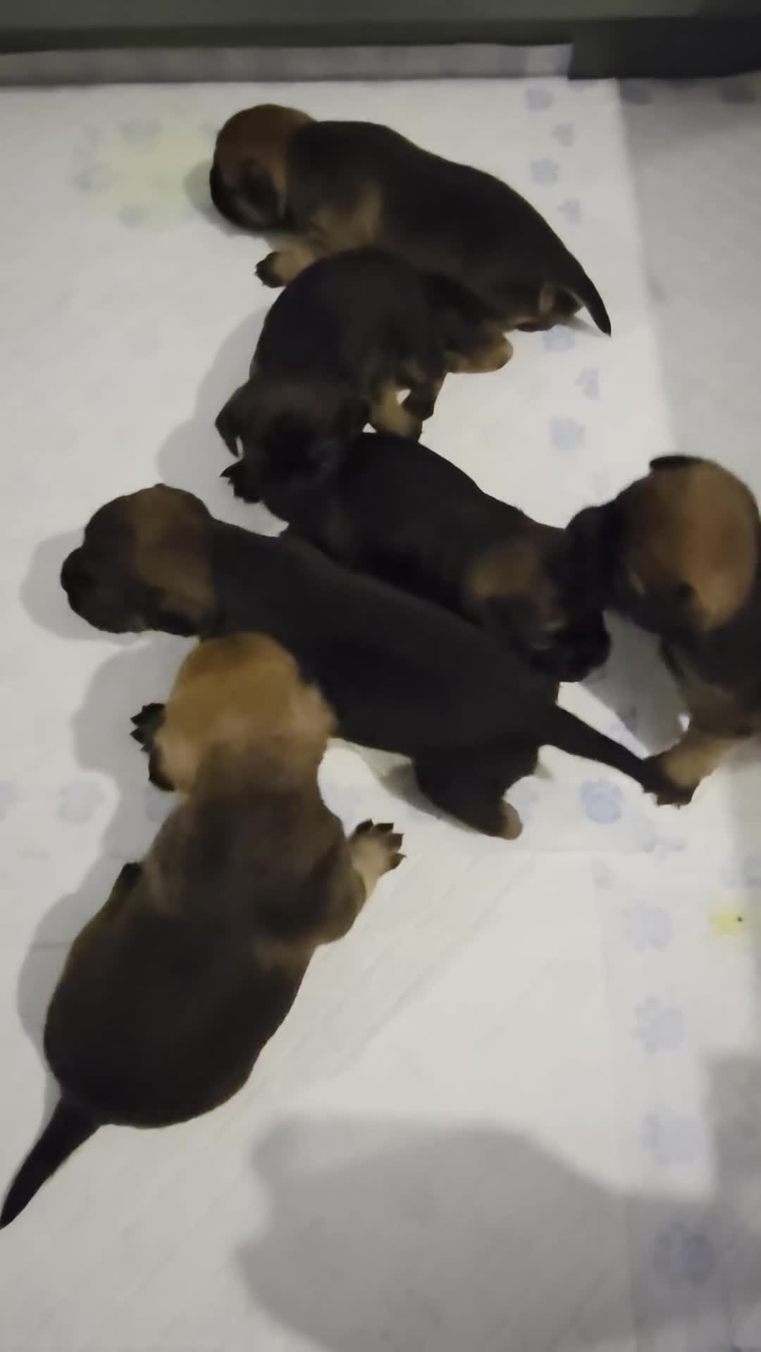 Border Terrier dogs for sale: Border terrier for sale  - Video 1