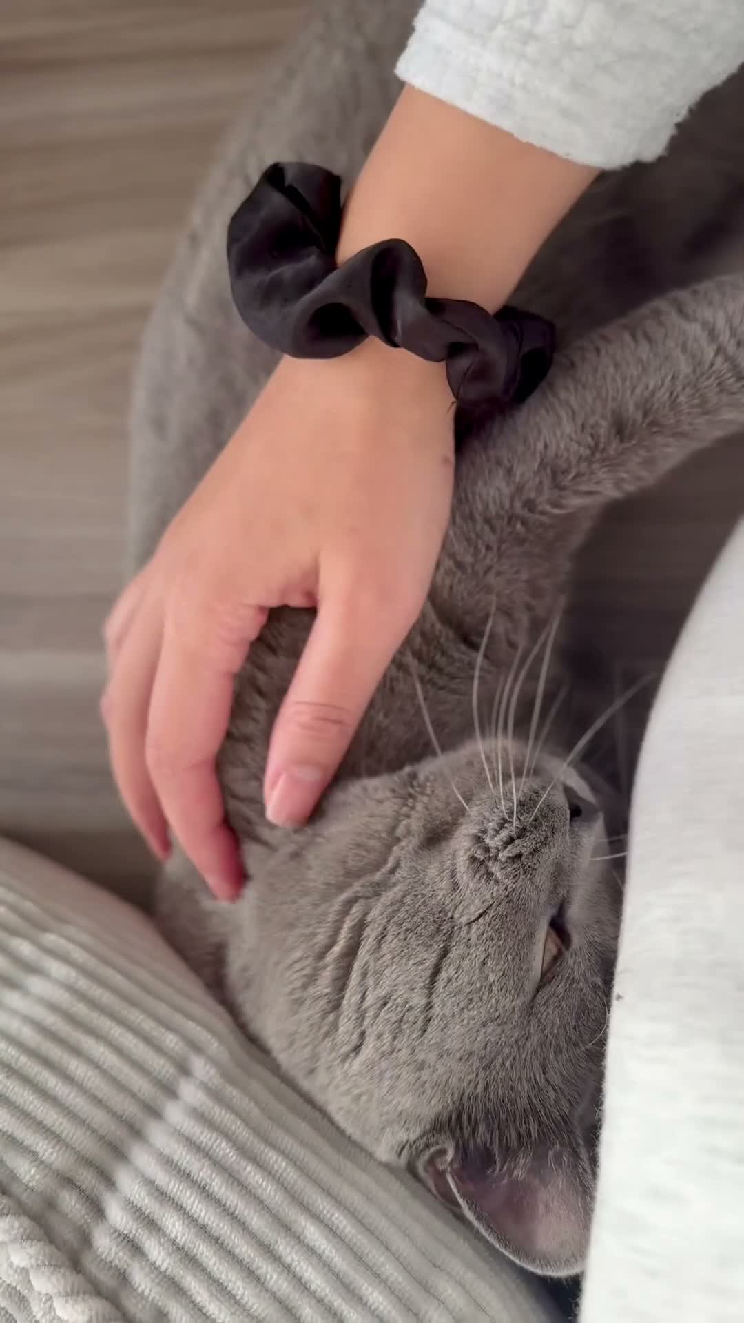British Shorthair cats for sale: Beautiful British Shorthair Kittens 🐾 - Video 3
