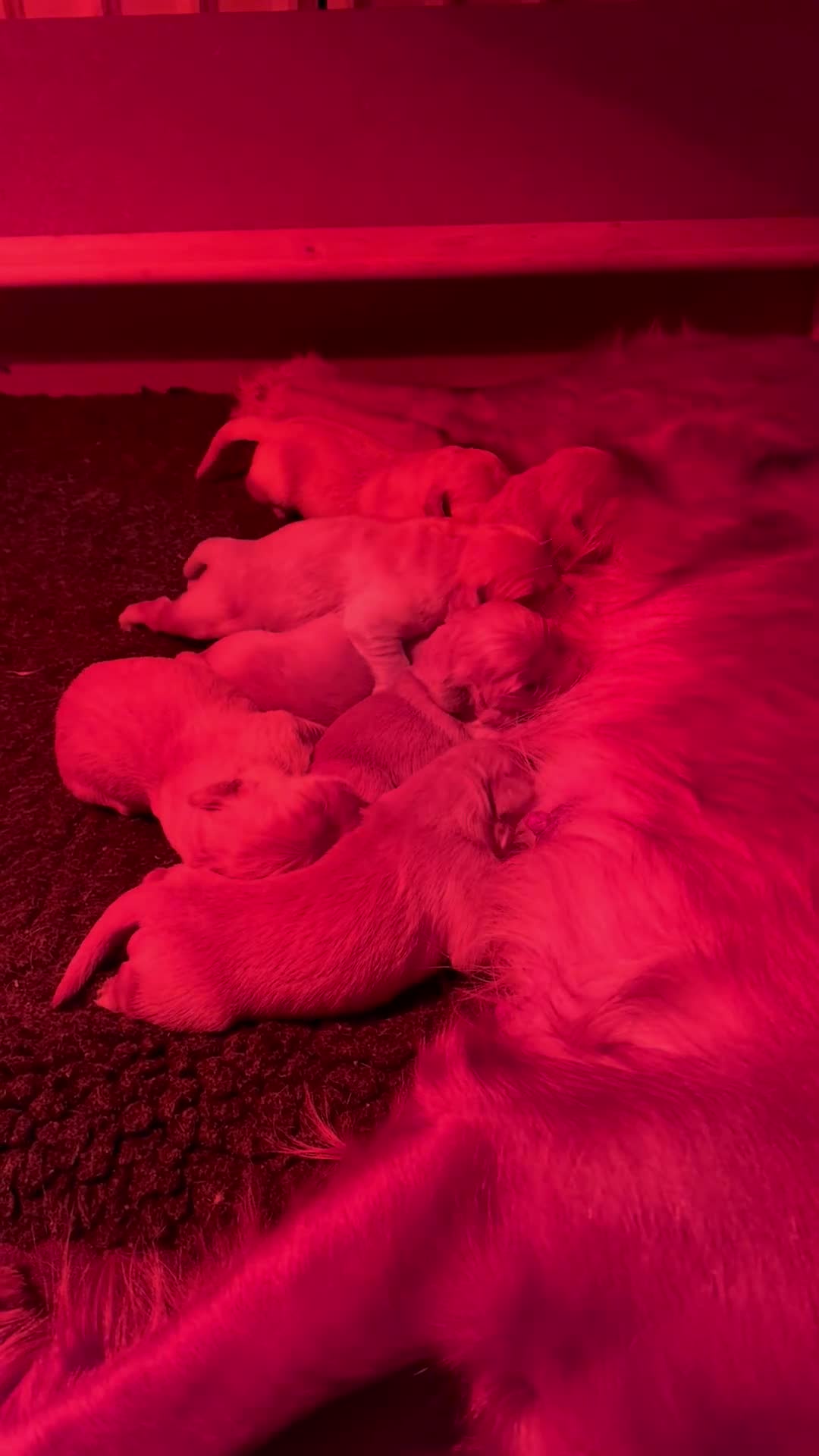 Golden Retriever dogs for sale: Golden retriever puppies - Video 1