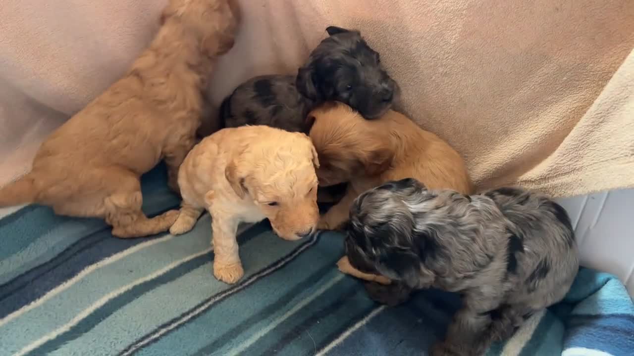 Australian Labradoodle dogs for sale: 💕Cutest Australian Labradoodle Puppies💕 - Video 1