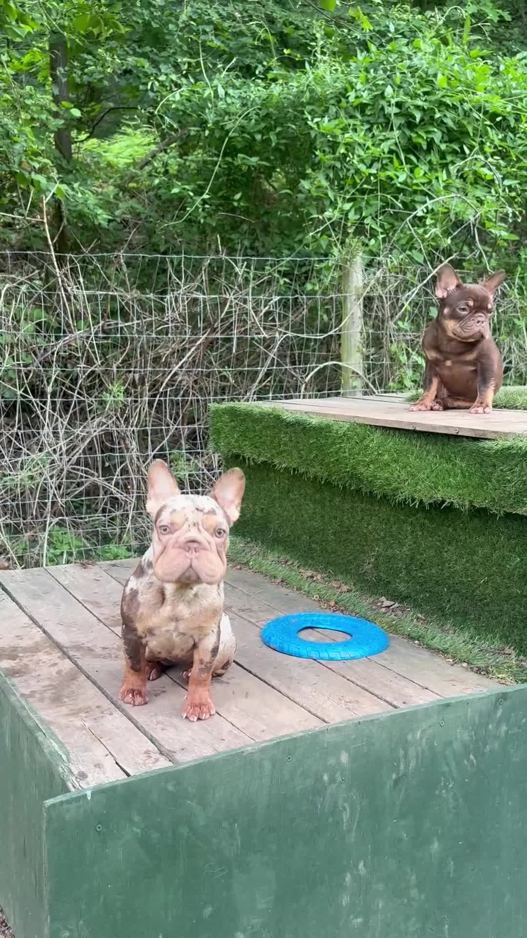 French Bulldog dogs for sale: Rojo French Bulldog puppies  - Video 1
