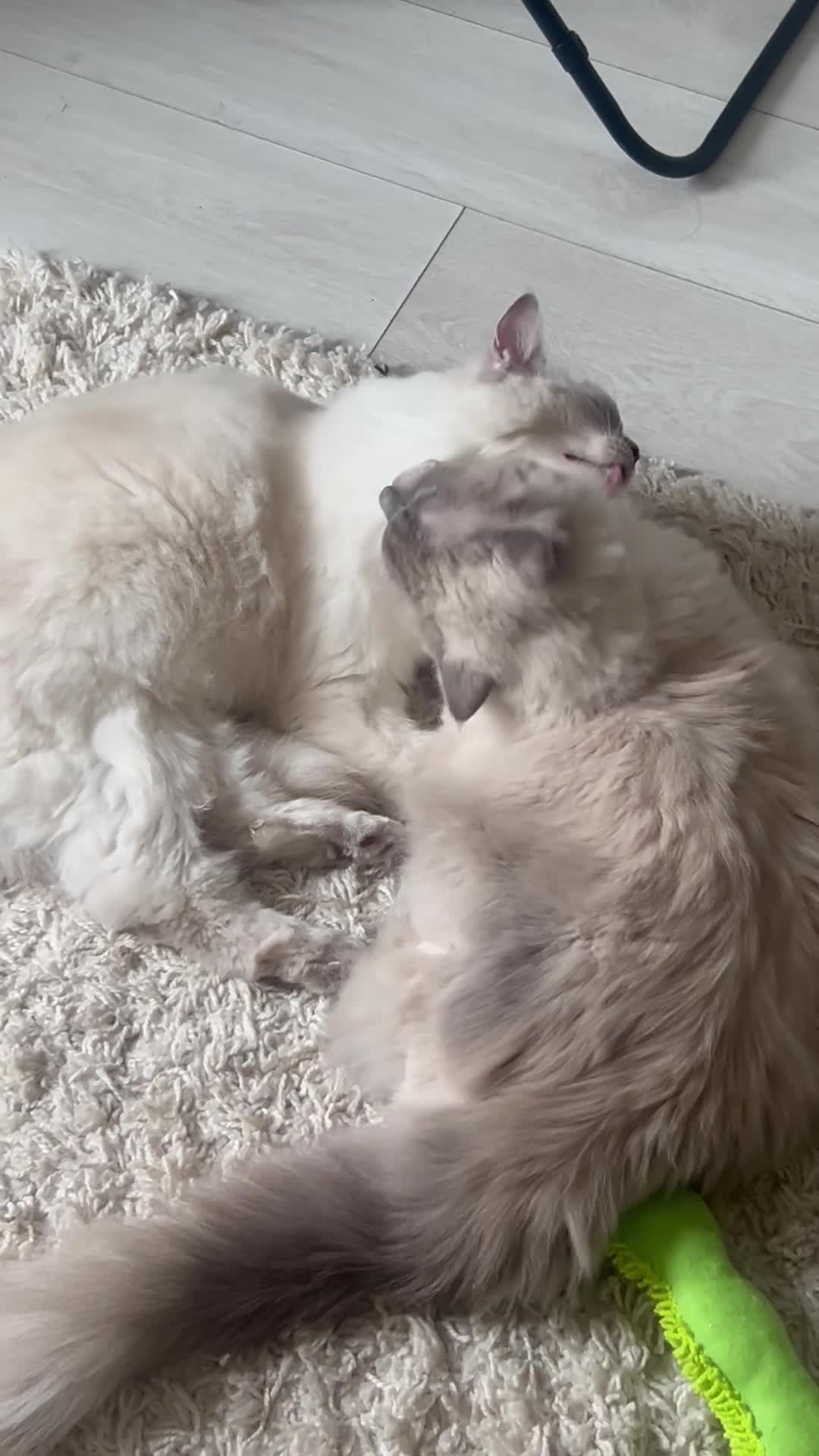 Ragdoll cats for sale: Lovely Ragdoll Sisters – Rehoming Together - Video 1