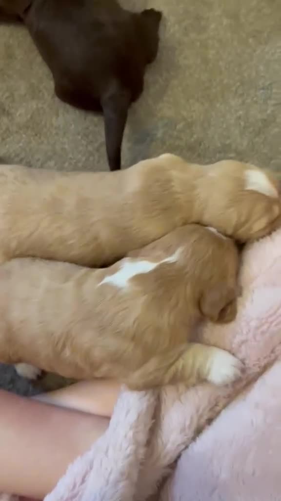 Cocker Spaniel dogs for sale: 6 Beautiful Cocker Spaniel Pups in Scarborough - Video 1