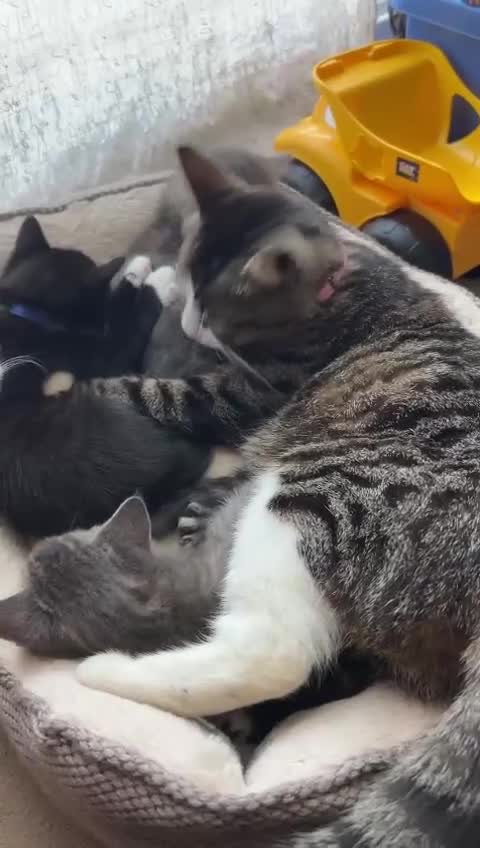 British Shorthair cats for sale: Adorable British Shorthair mixed Russian Blue - Video 1