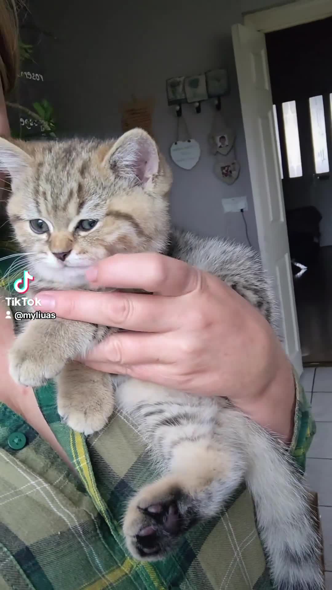 Scottish Fold cats for sale: Scottish straight ears boy left - Video 3