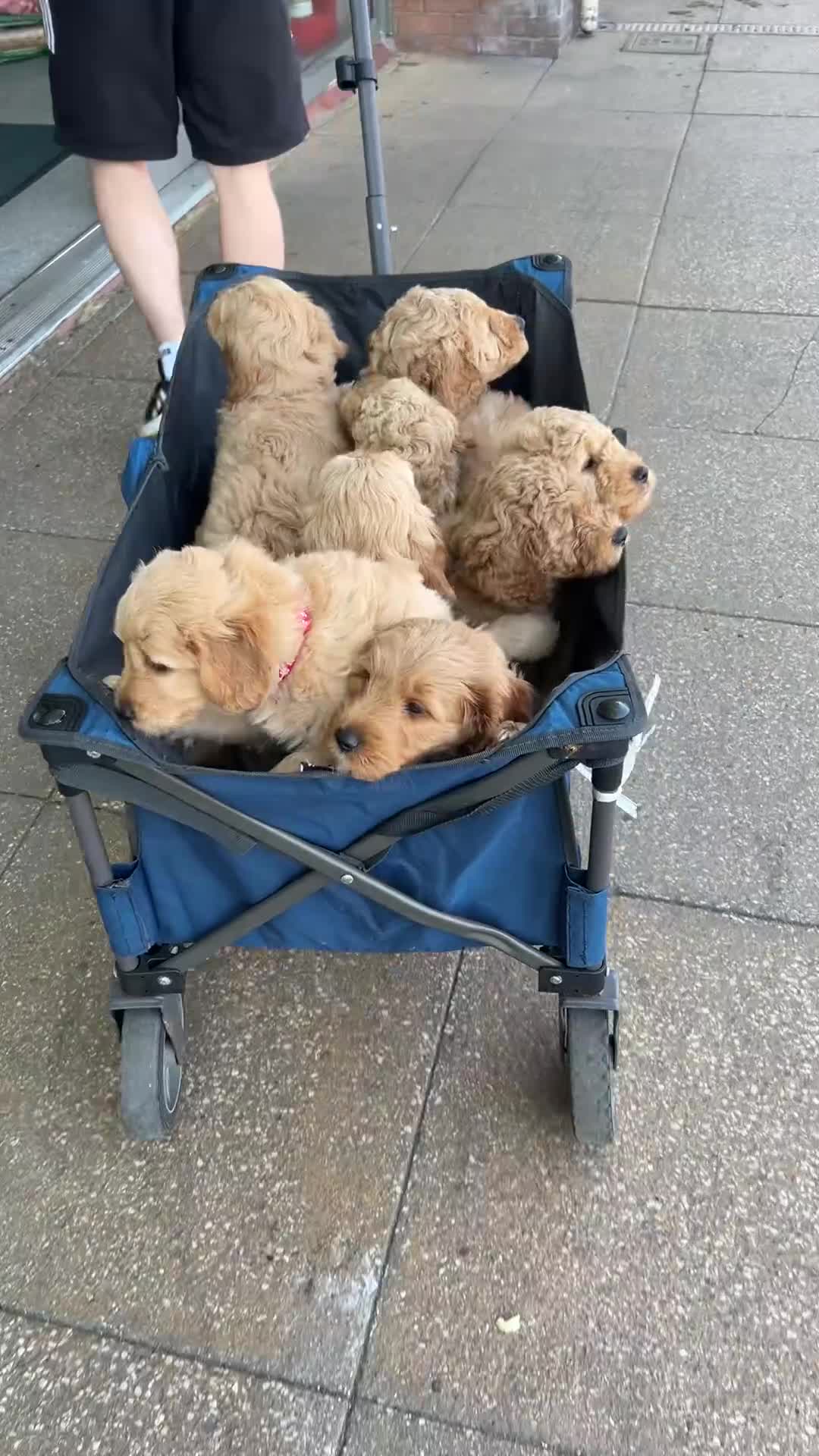 Goldendoodle dogs for sale: * Family raised confident Goldendoodle puppies - Video 1