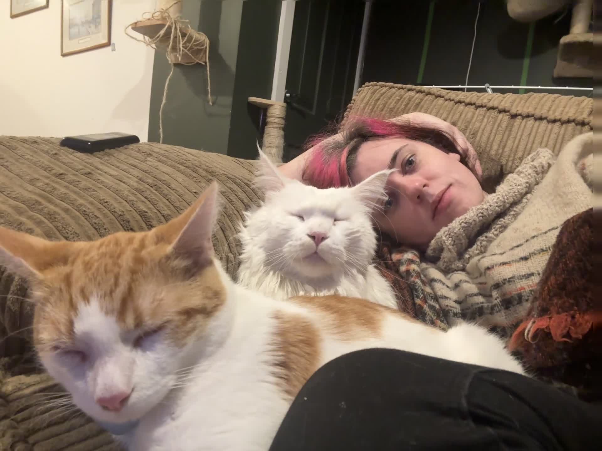 Maine Coon cats for sale: Maine Coon  **  - Video 2