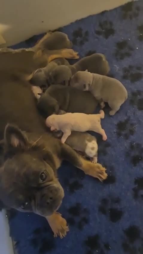 French Bulldog dogs for sale: French Bulldog puppies  - Video 1