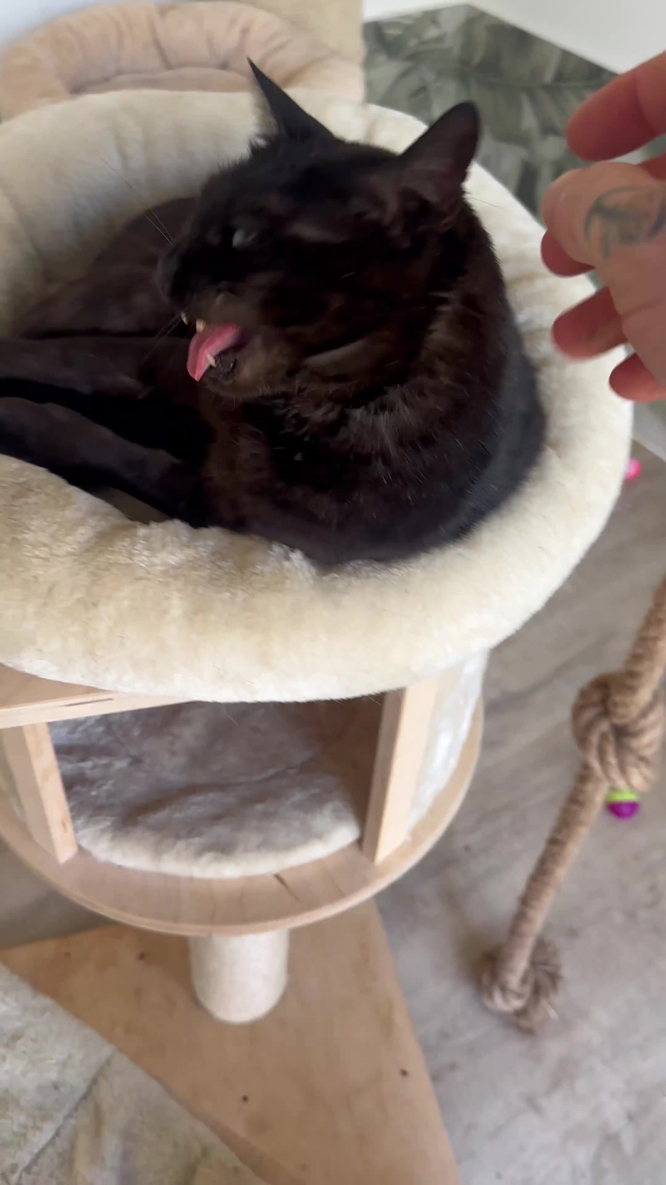 Bengal cats for sale: Retired breeding females - Video 2