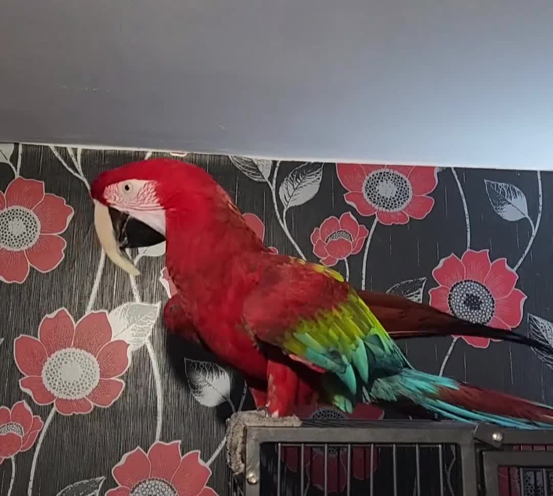 Budgerigars birds for sale: Tame green wing macaw  - Video 1