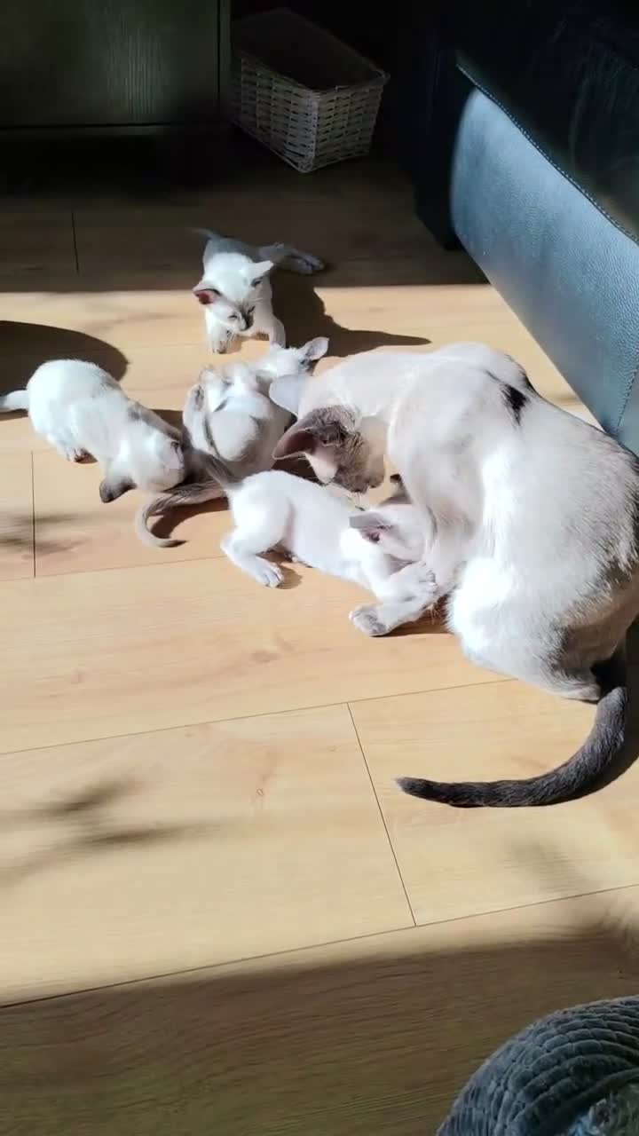Siamese cats for sale: Gorgeous Siamese kittens!!! - Video 3