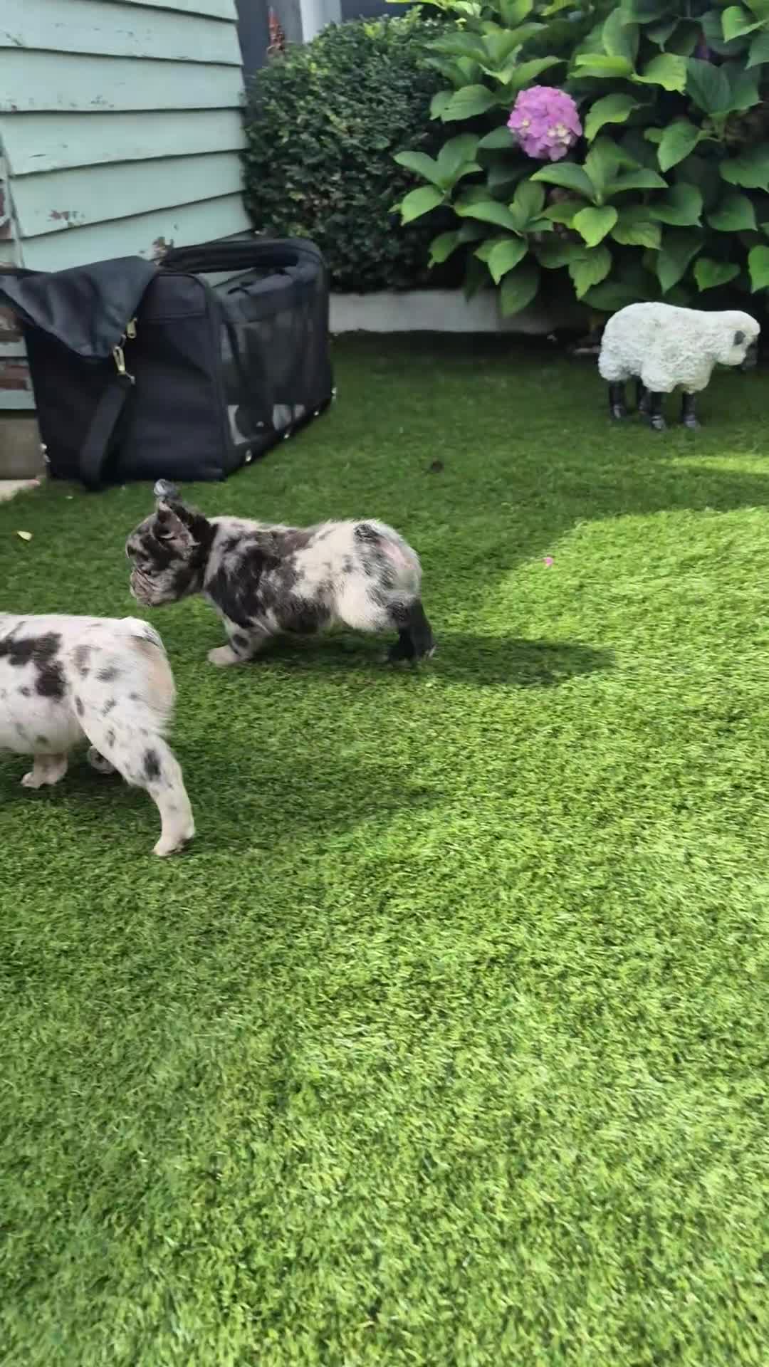 French Bulldog dogs for sale: Fluffy french bulldogs +c2  - Video 2