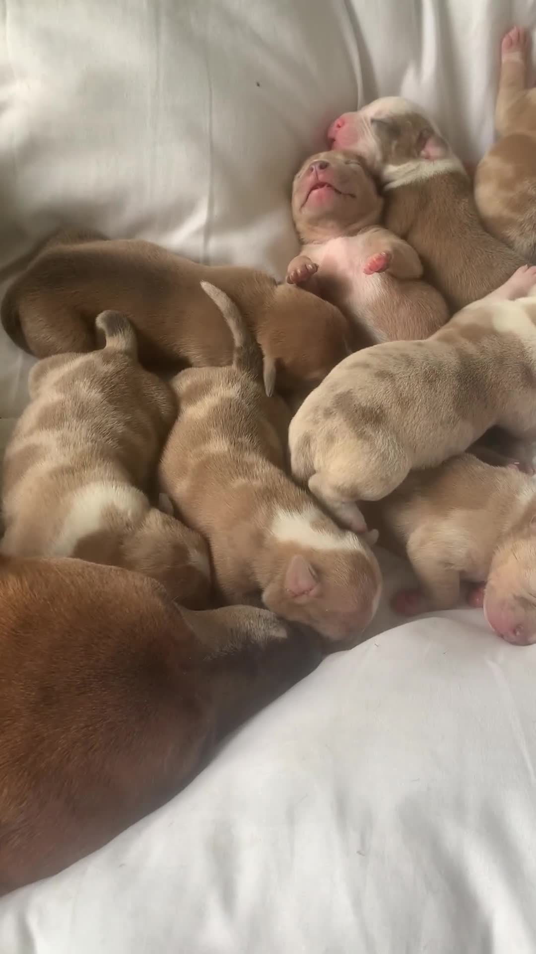 Mixed Breed dogs for sale: Ready to leave Staff x bulldog puppies  - Video 2