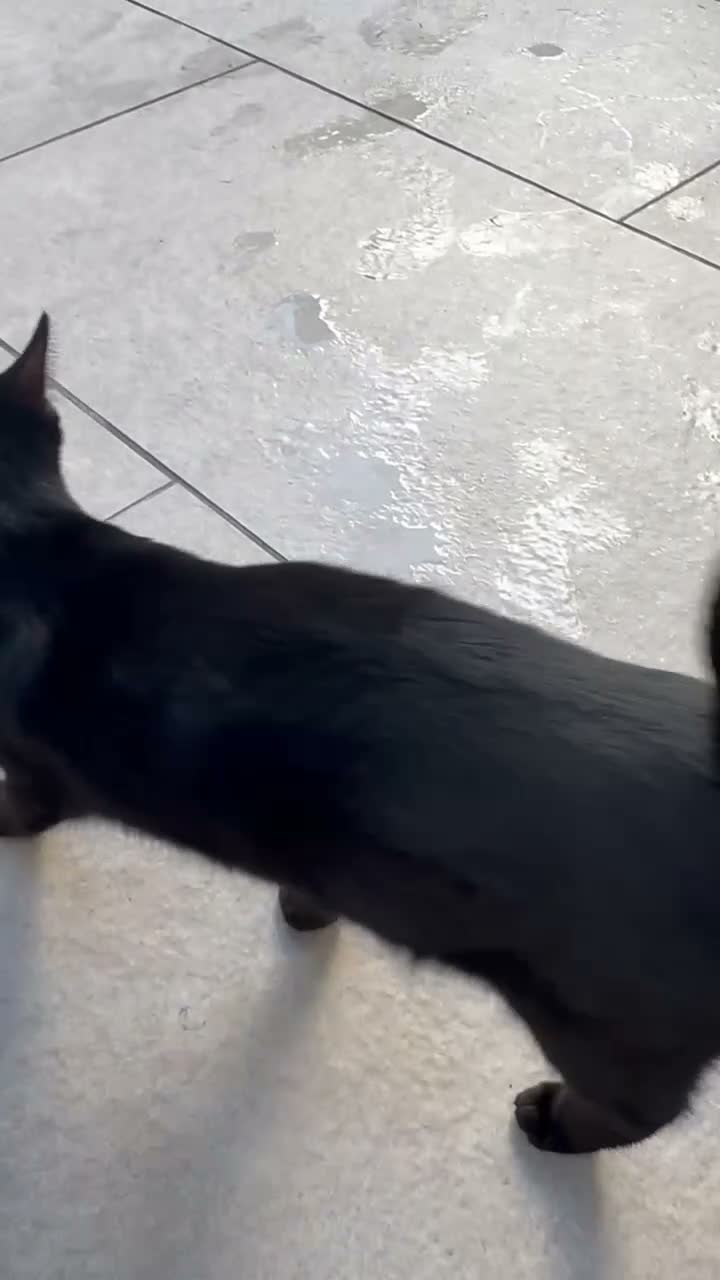 Domestic Shorthair cats for sale: Black shorthair domestic female cat  - Video 1