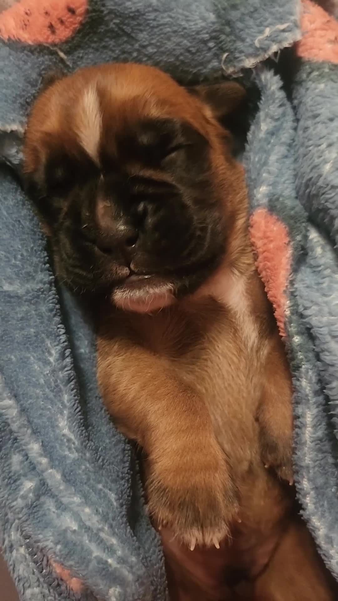 Boxer dogs for sale: 🌟KC REG BOBTAIL BOXER PUPS🌟 - Video 4