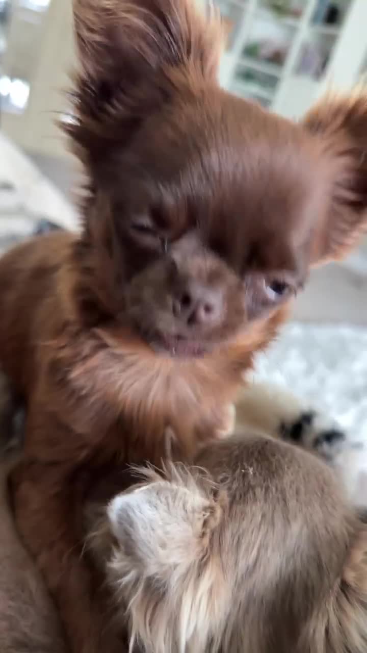 Chihuahua dogs for sale: Rehoming my 2 chihuahua boys - Video 1