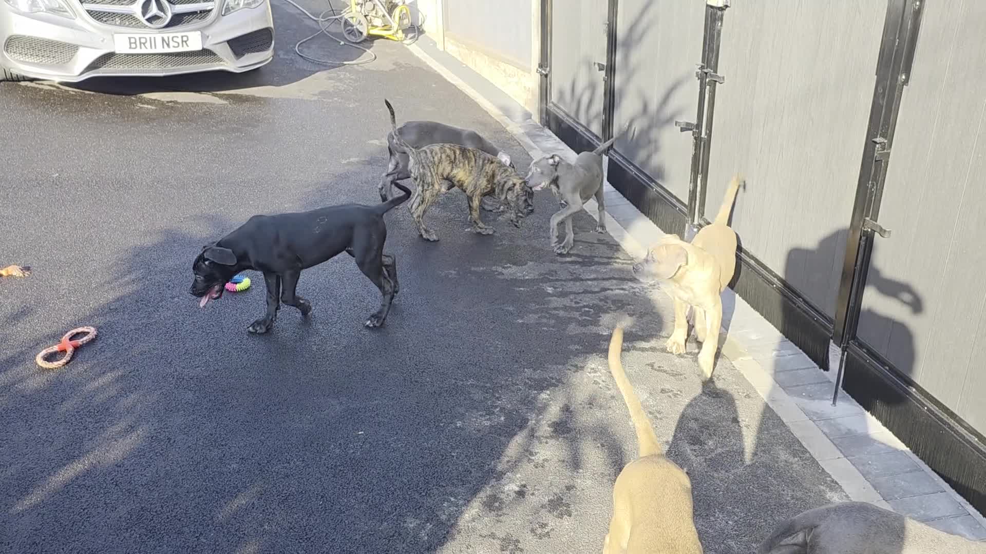 Cane Corso dogs for sale: Cane Corso Puppies - Video 1