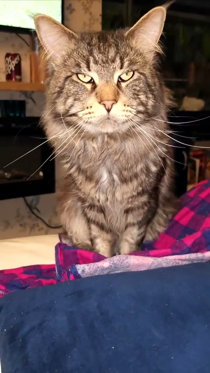 Maine Coon cats for stud: Niklouse  in Mold - Video 1