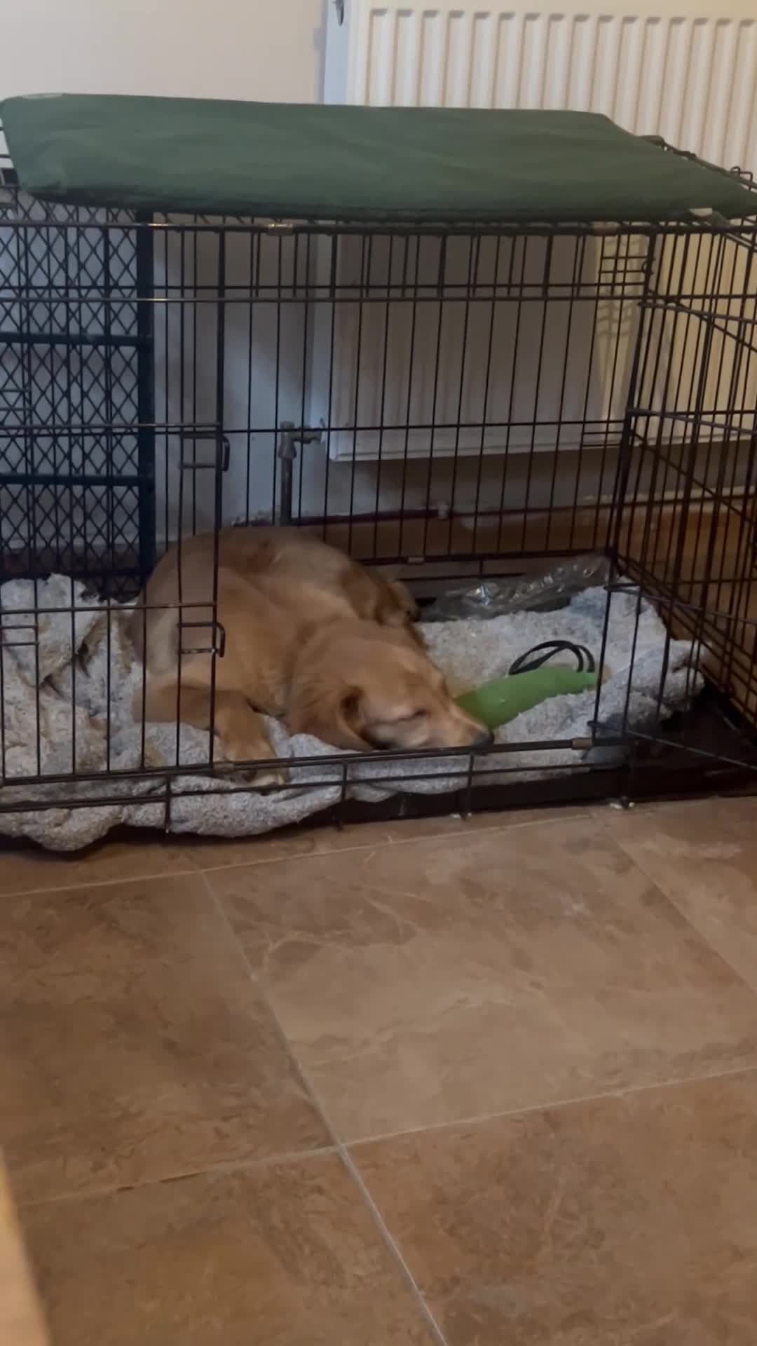 Golden Retriever dogs for sale: Trained Golden Retriever for sale  - Video 2