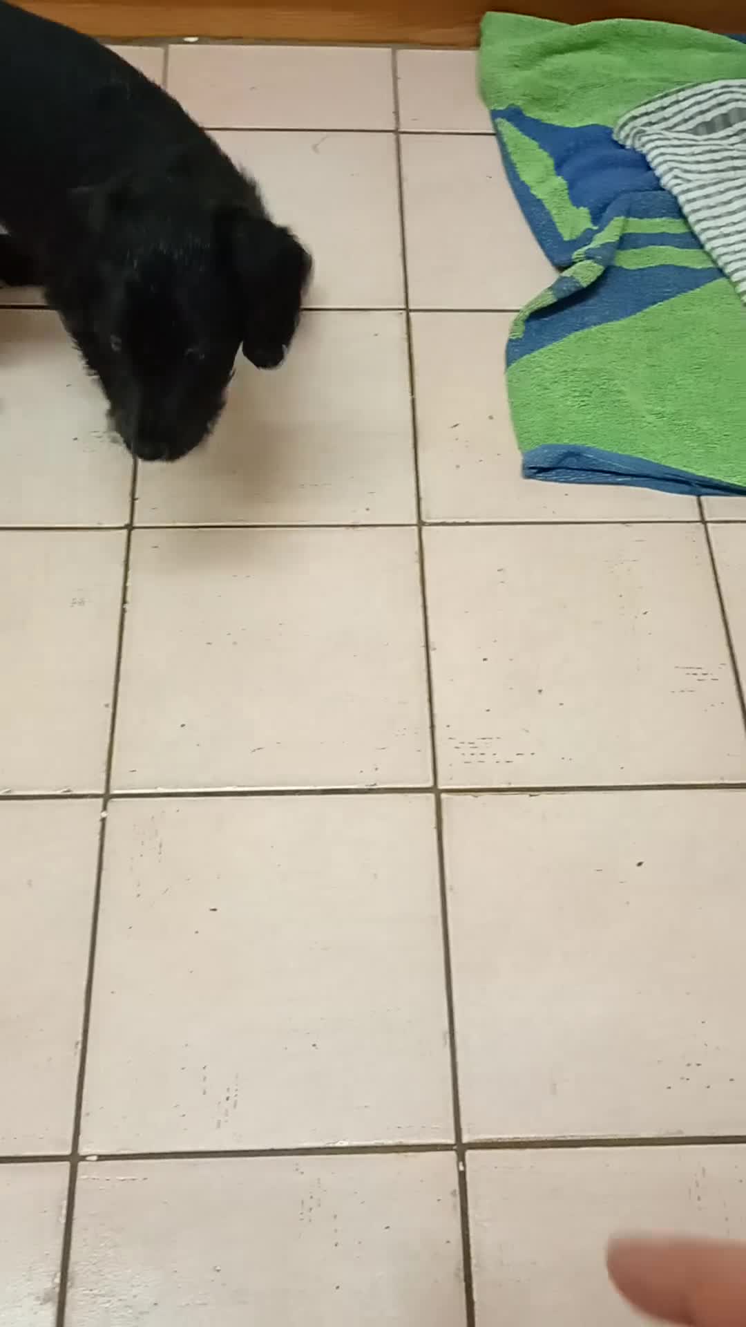 Mixed Breed dogs for sale: Male F1 whippet x poodle - Video 1