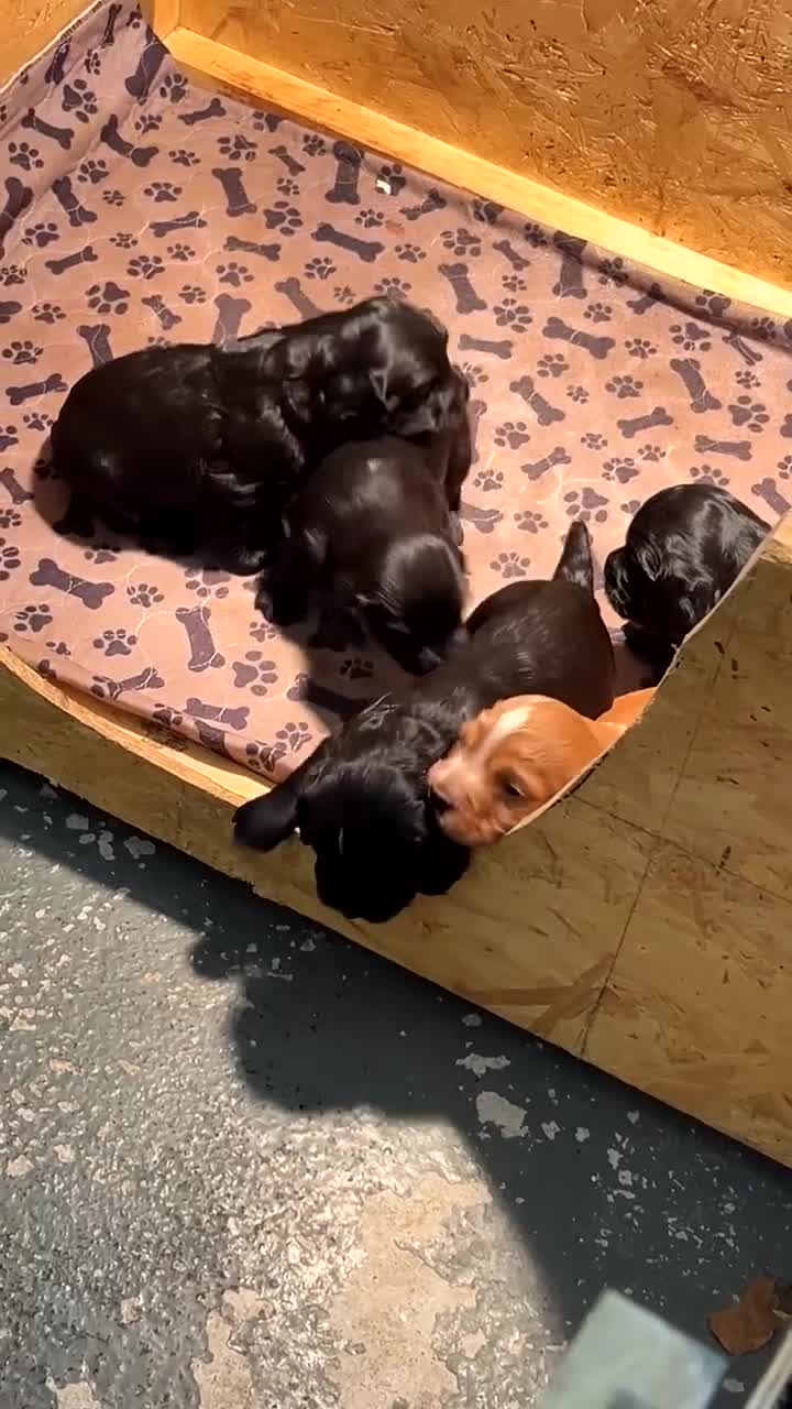 Cocker Spaniel dogs for sale: Working Cocker Spaniel Pups - Video 1