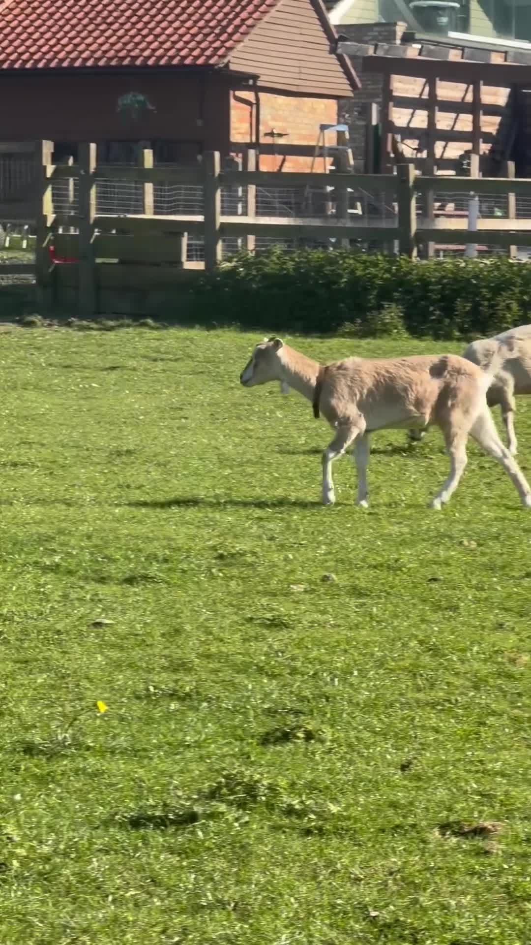 Goats livestock for sale: Very friendly female Nubian goats   - Video 2
