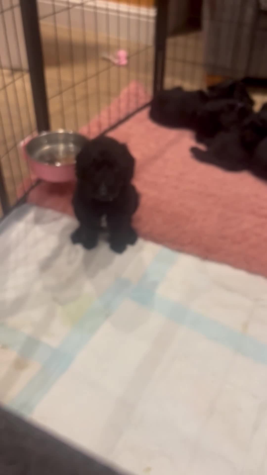 Labradoodle dogs for sale: F1B Labradoodle puppies - Video 1