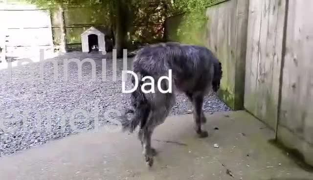 Deerhound dogs for sale: Scottish Deerhound Puppies  - Video 3