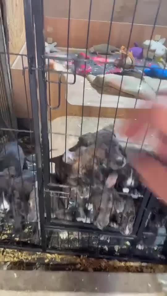Lurcher dogs for sale: Lurcher Puppies  in Horsham - Video 1