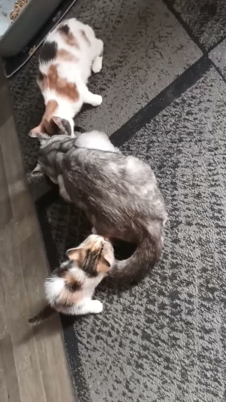 Mixed Breed cats for sale: Calico female! 8weeks old - Video 1