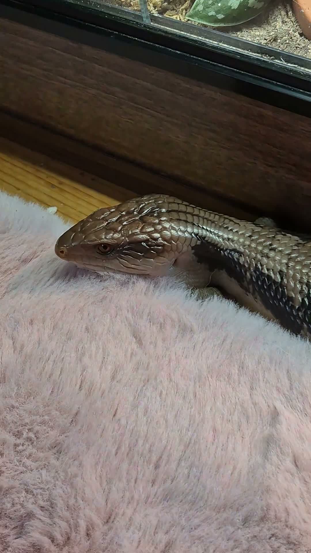 Skink reptiles for sale: Blue tongued skink age 1 - Video 1