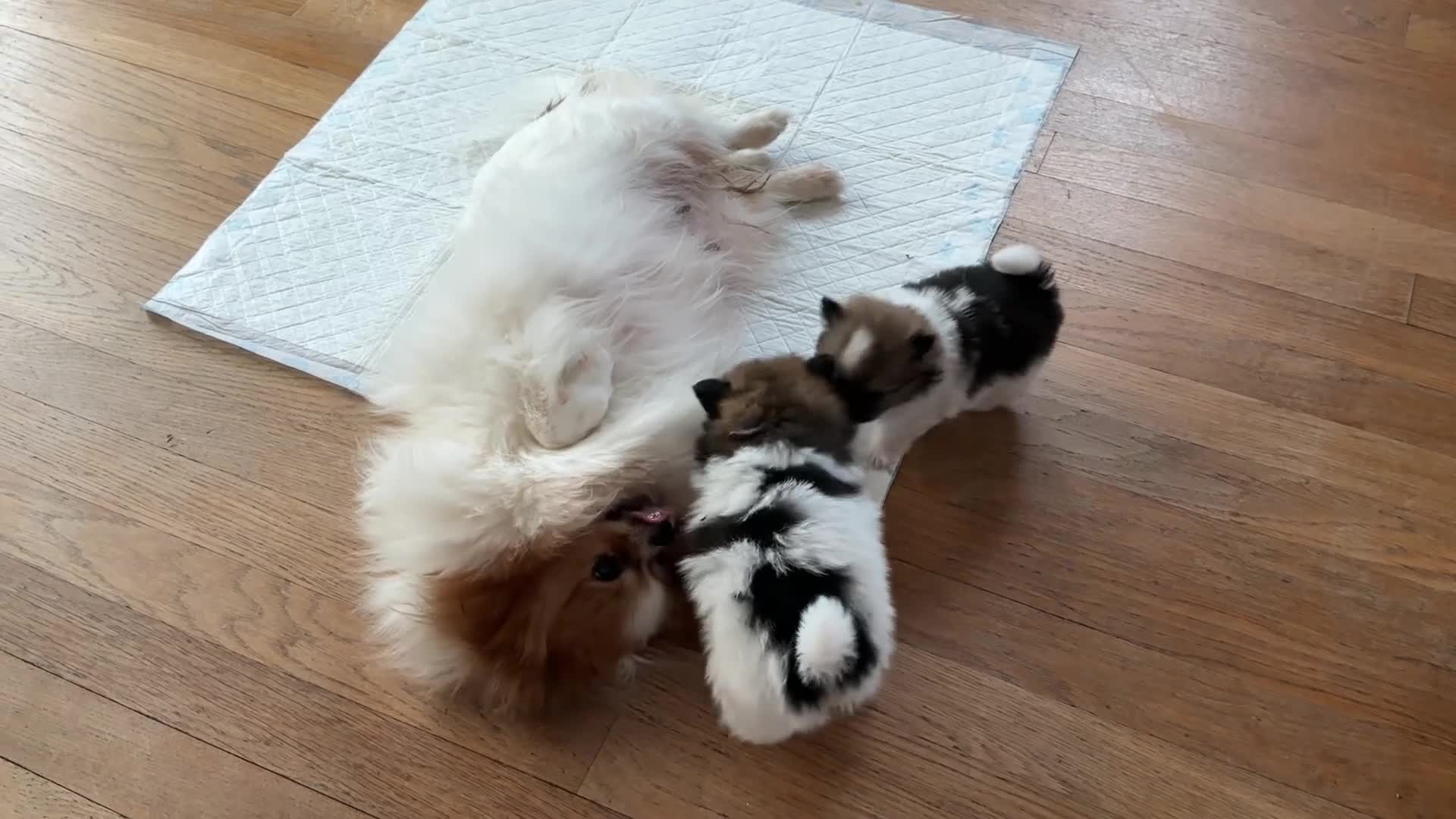 Pomeranian dogs for sale: True Tiny pomeranians teddy bear faced*ready now * - Video 1