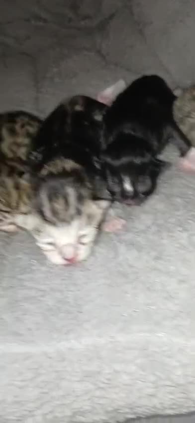 Bengal cats for sale: Bengal crossed tabby  - Video 1