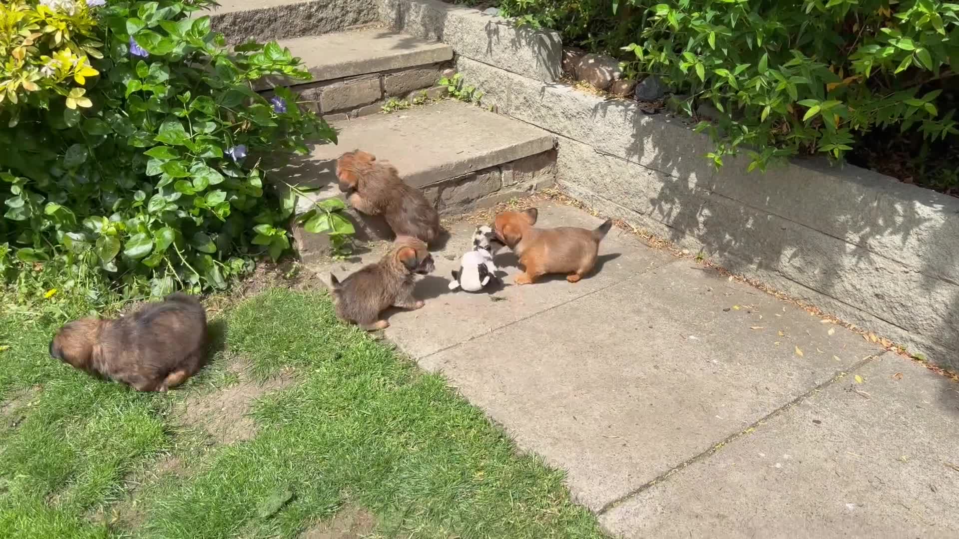 Mixed Breed dogs for sale: Exceptional Norfolk terrier x jrt pups ready now  - Video 4