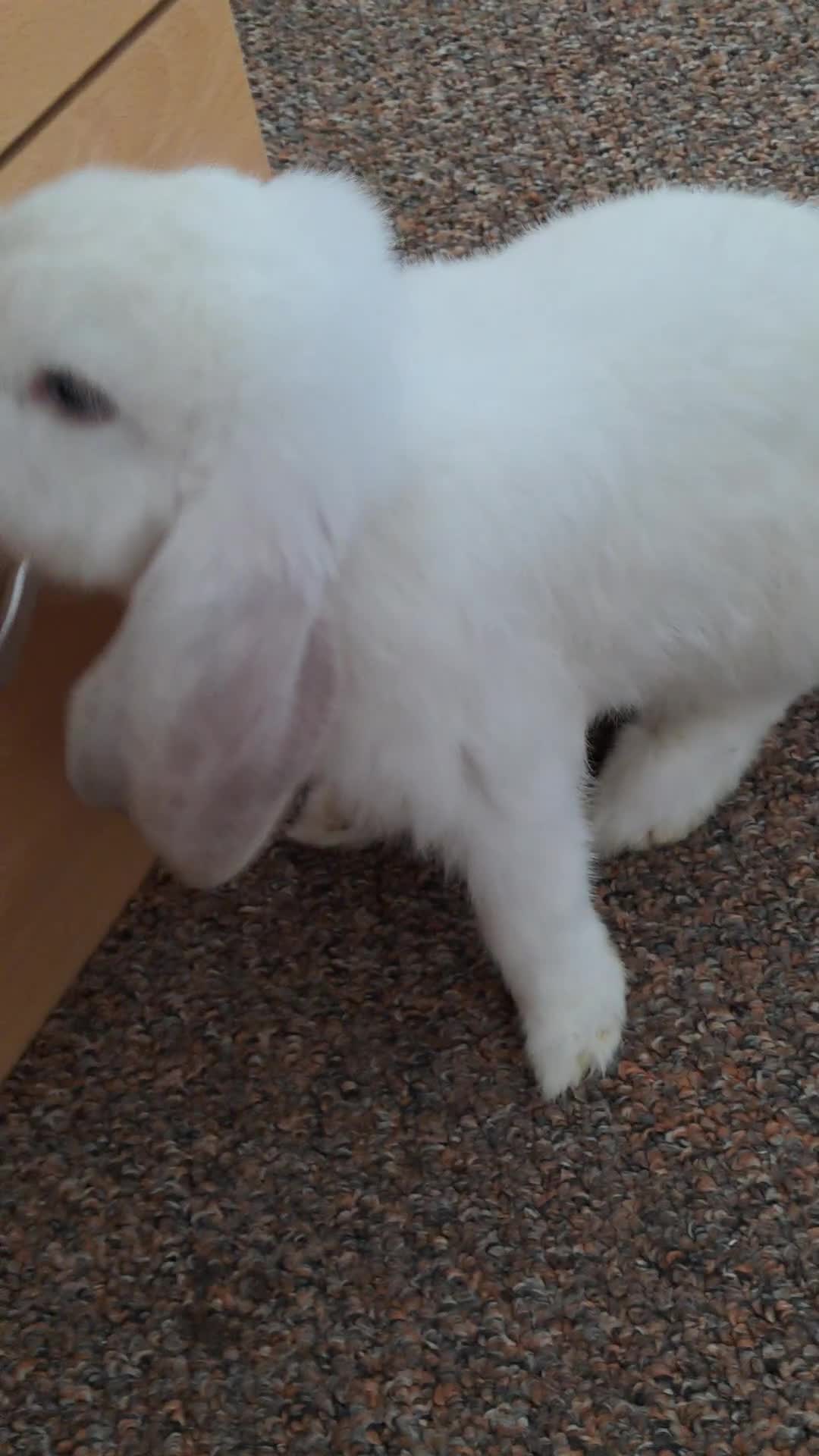French Lop rabbits for sale: 8 week male french lop. Need gone now - Video 1