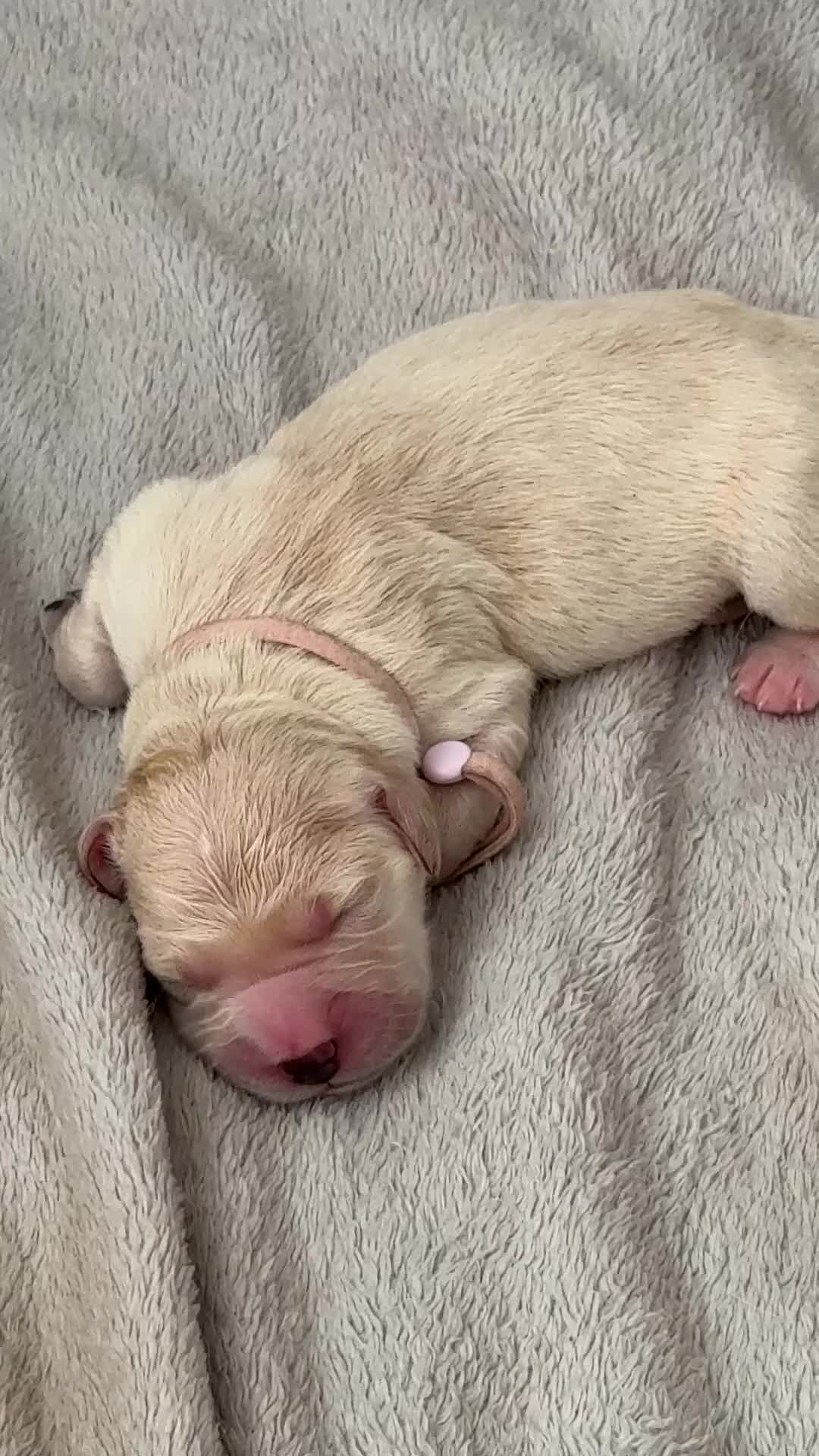 Golden Retriever dogs for sale: KC registered golden retriever puppies - Video 1