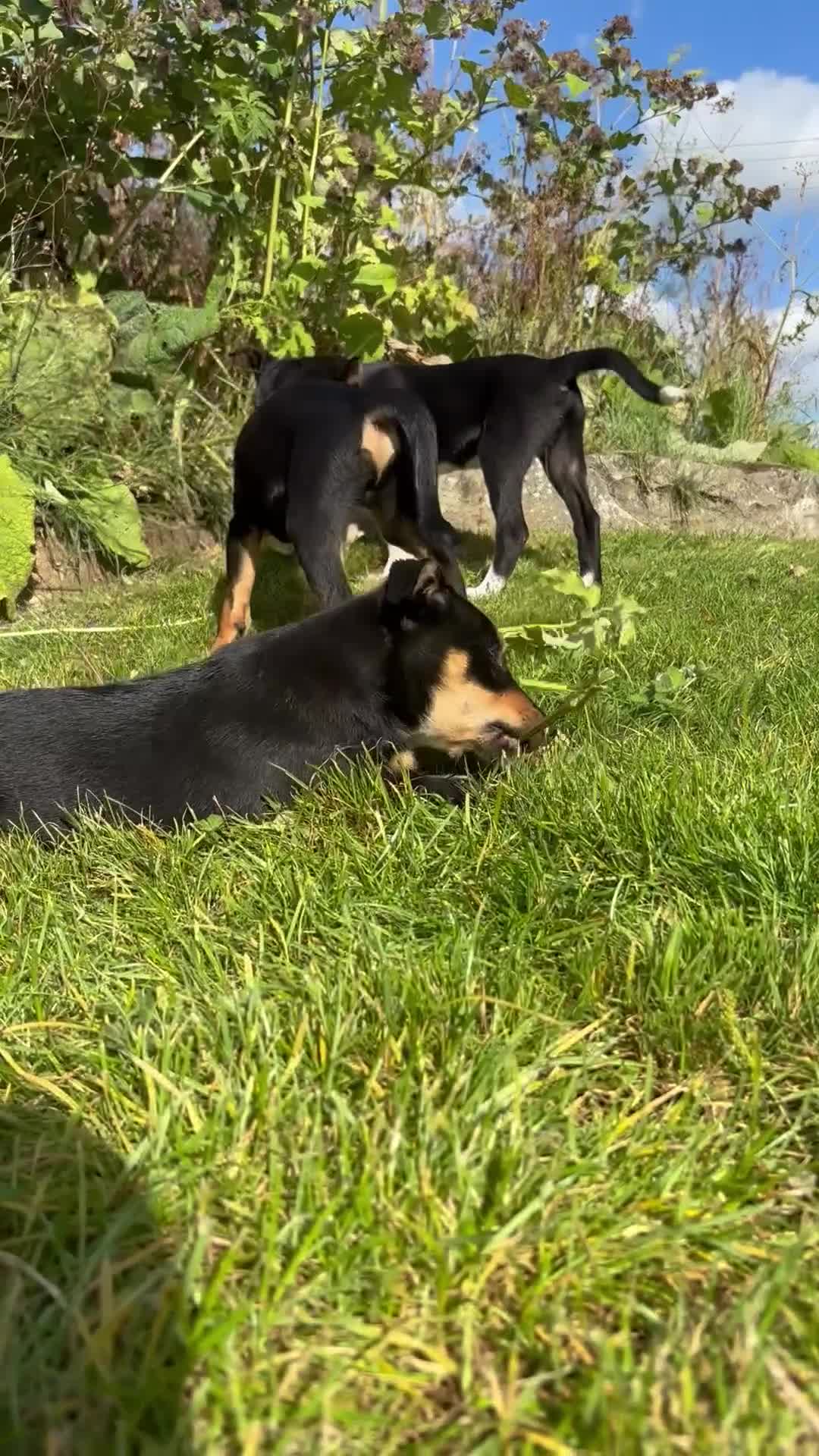 Mixed Breed dogs for sale: 5 collie cross kelpie pups  - Video 1
