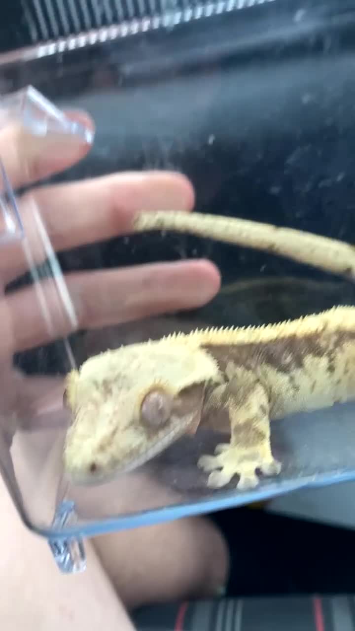 Gecko reptiles for sale: gorgeous crested gecko - Video 3